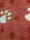 Vet Bed - 3 farbig Pfoten - Rot-Weiß-Rot