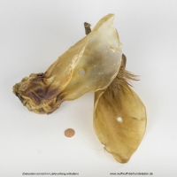 Rinderohren mit Muschel 50 Stk