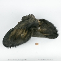 Rinderohren mit Fell und Muschel 10 Stk