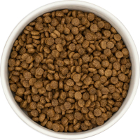 Adult kleine Hunderassen Huhn mit Reis